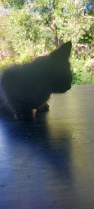 Котята крысоловы