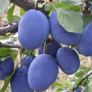 Мини дръвчета – облагородени и студоустойчиви