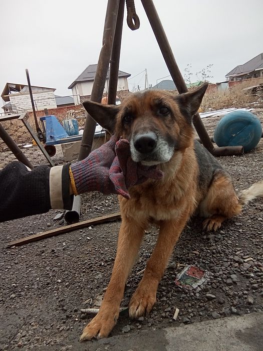 Хороше чисто собака