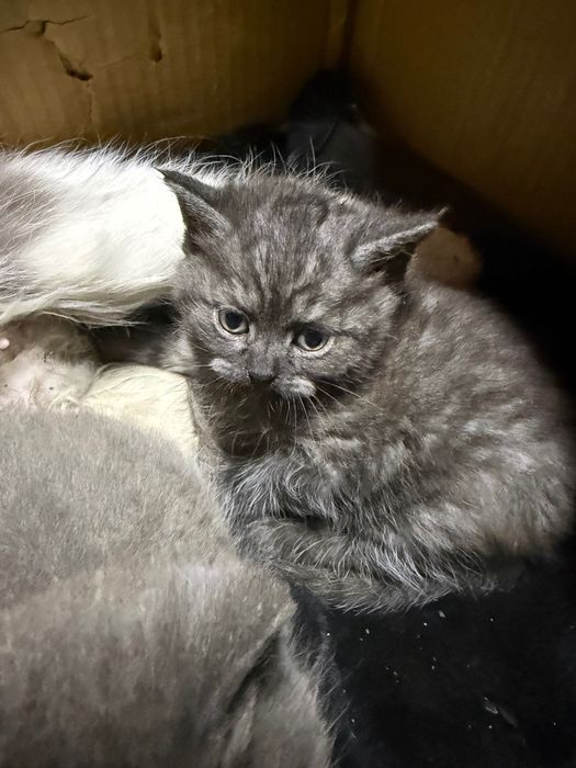 Красивый котенок