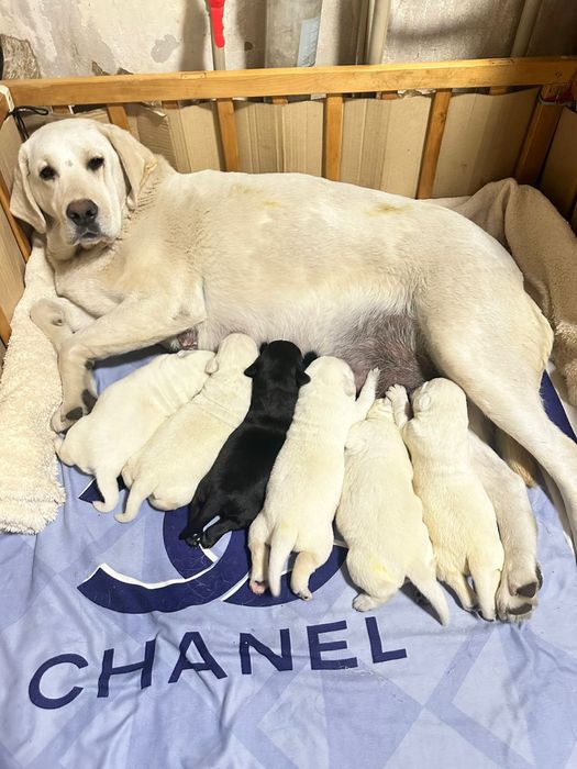 Продам щенков породы лабрадор