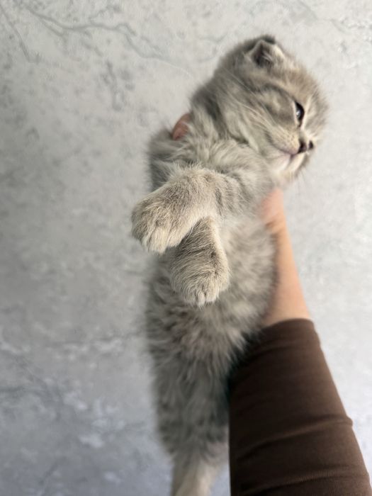 Shotlandskiy scottish fold va strayt mushuklar sotiladi