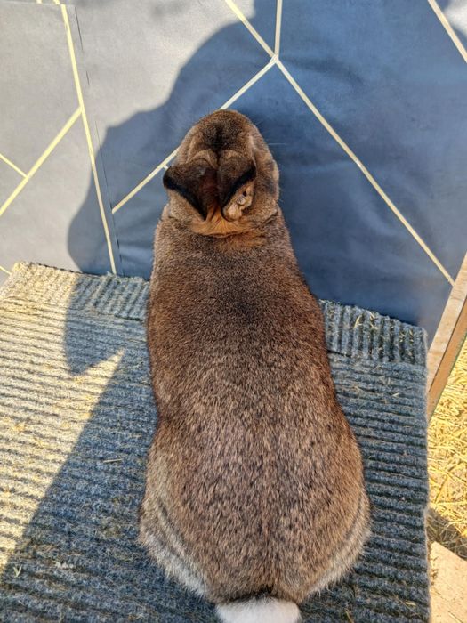 Iepuri Vienez Gri Rex Dalmatian Cap de Leu