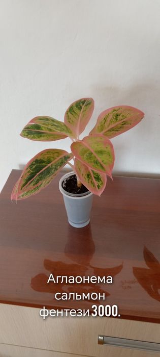 Продам комнатные цветы