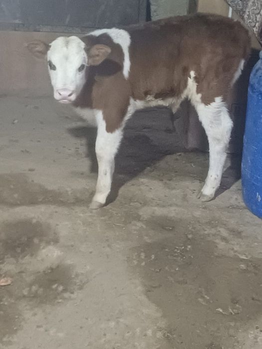 Телята . Ургашы бузаулар сатылады.