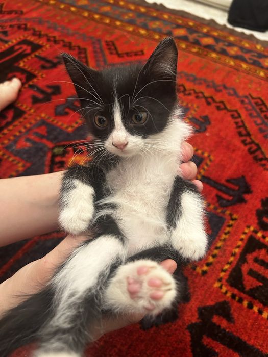 Мысық сатылады,тамақ жейді