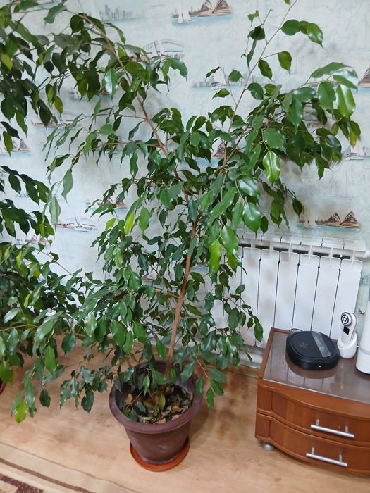 Продам фикус бенжомина