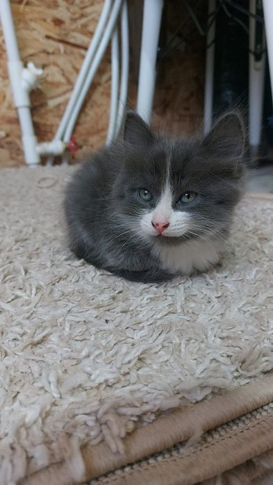 Отдам котят миленький