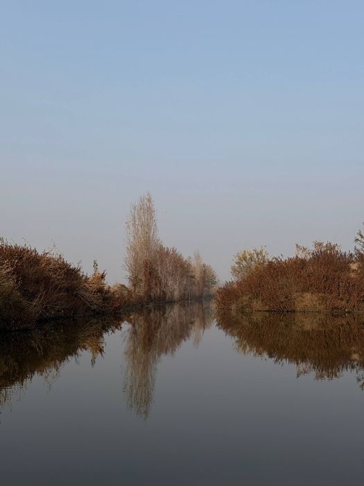 Сазан / Толстолоб / Беламур — сифатли ва ширин балиқлар!