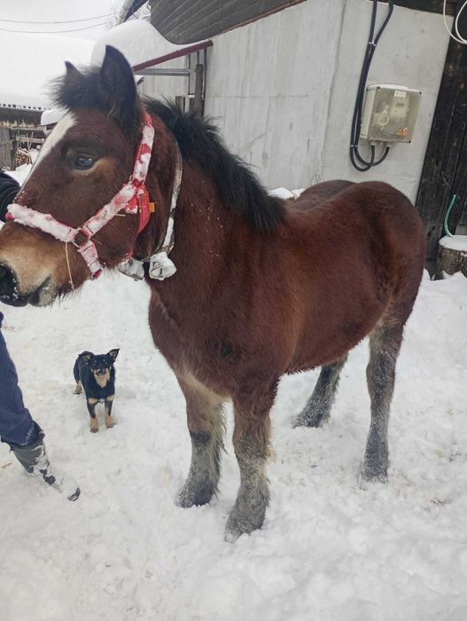 Vând mânz de 6 luni