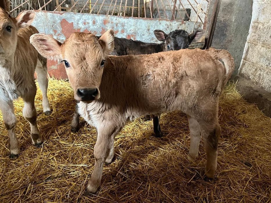 Продам телят , разной породы!!!