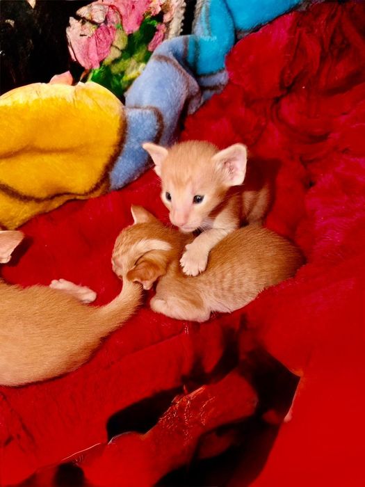 Ориентальные котчта