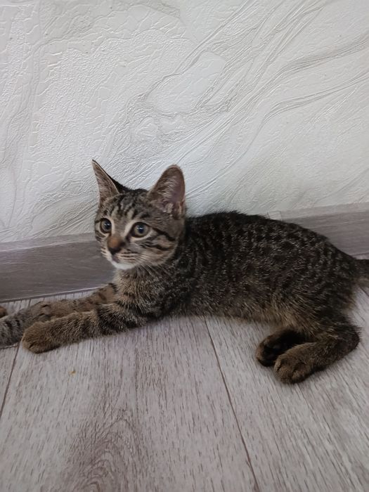 Умные котята в добрые руки