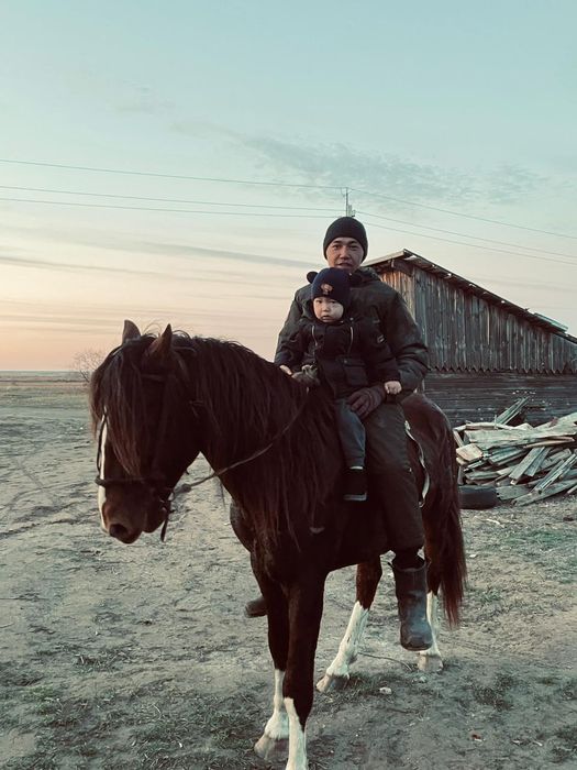 Айғыр сатылады..