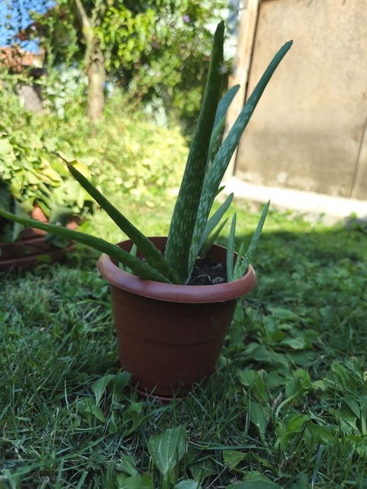 Лечебно Алое вера