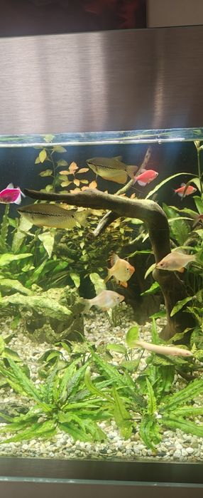 Pești exotici de apa dulce