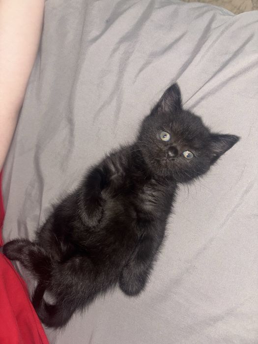 Котенок 1,5 месяца мальчик полубританец