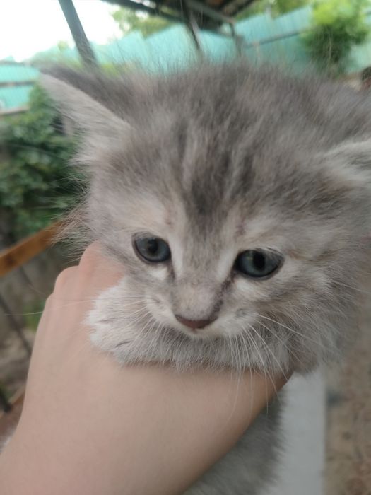 Котёнки, пушистый