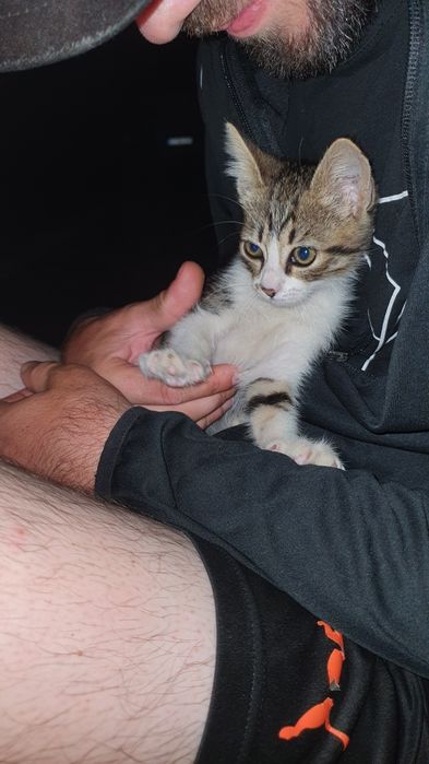 Pisică spre adopție , TECHIRGHIOL
