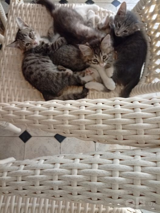 Котёнки в добрые руки — милые и игривые