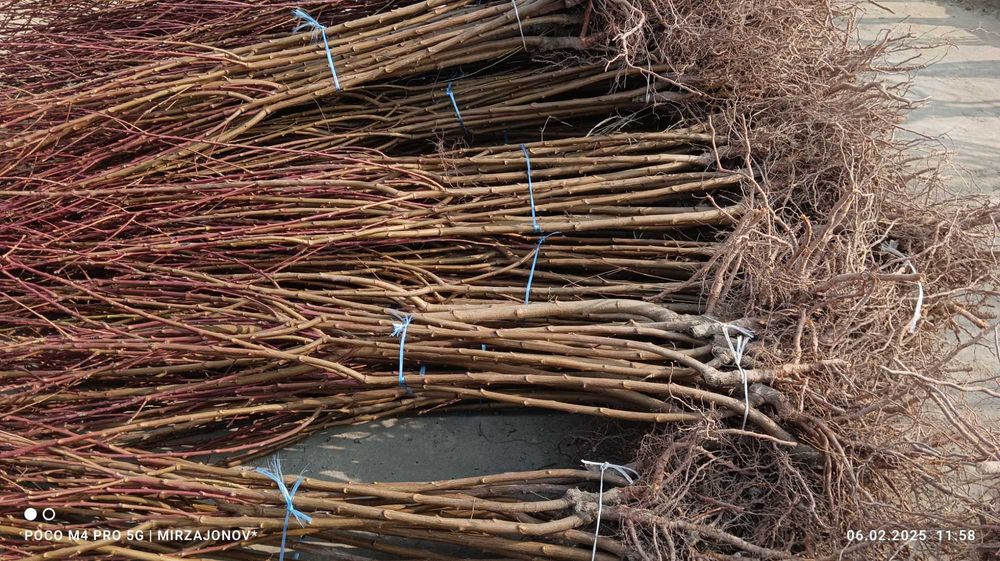 Бахорги экиш учун барча турдаги мевали ва манзарали кучатлар.