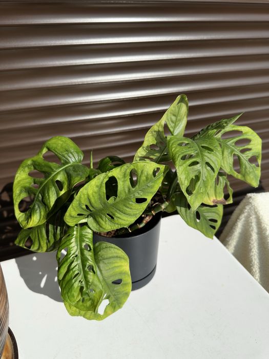 Monstera Adansonii (Монстера Адансонии) и Alocasia Amazonica Polly (Алоказия Поли)