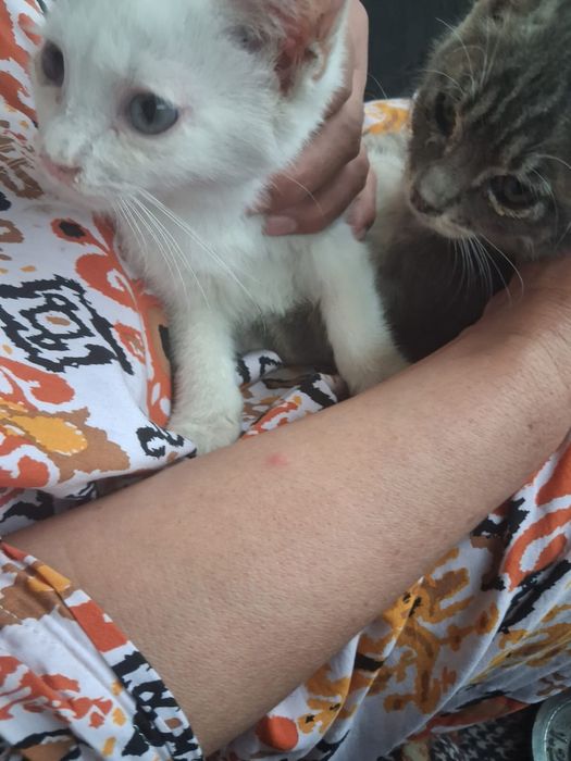 Маленькие милые котята