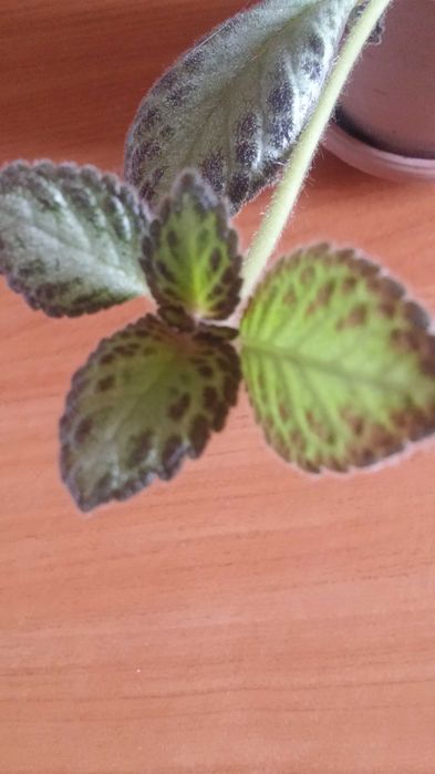 Эписция комнатная