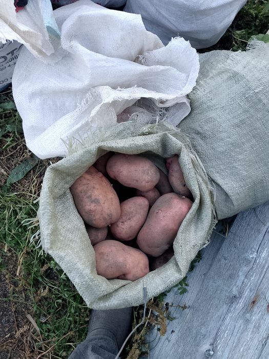 Продам картофель