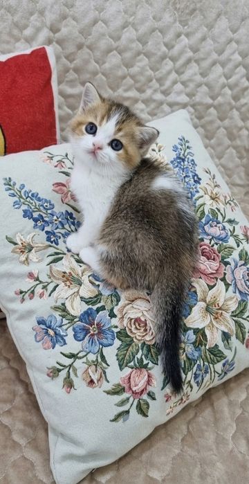 Шотланский котёнок страйт девочка