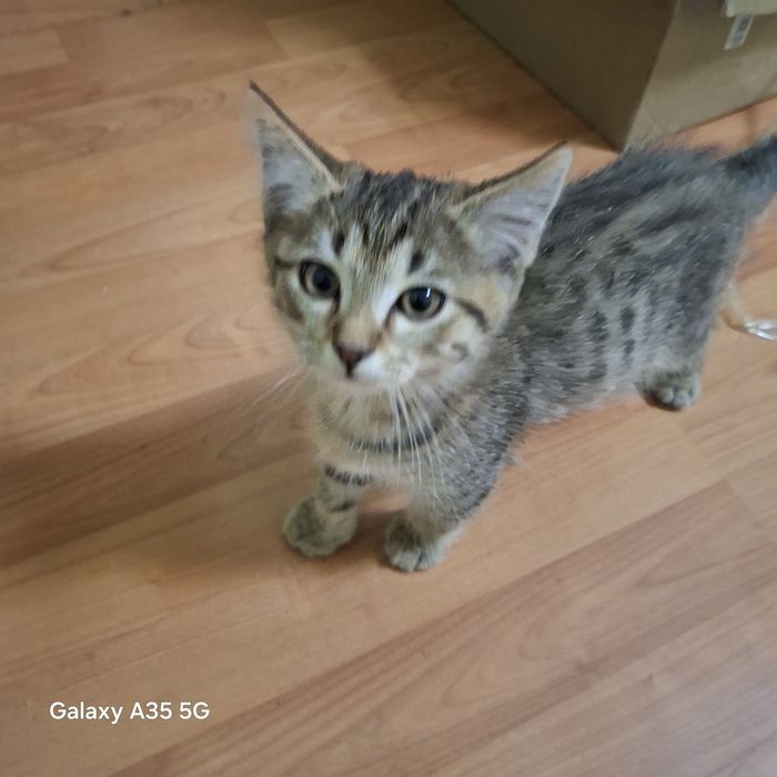 Отдам умных котят