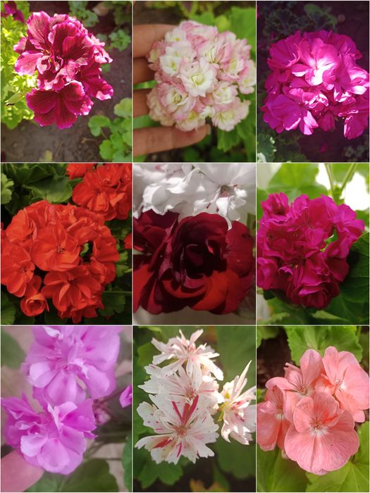 Продам домашнии цветы