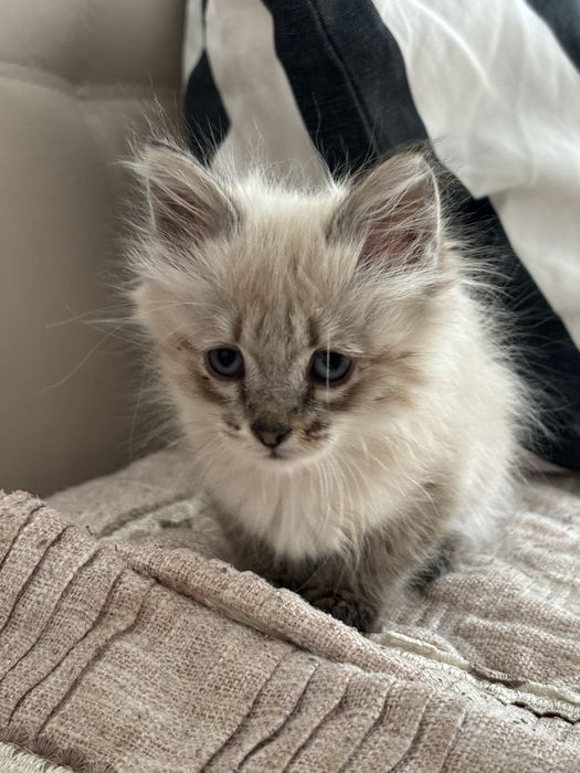 отдам котенка в добрые руки