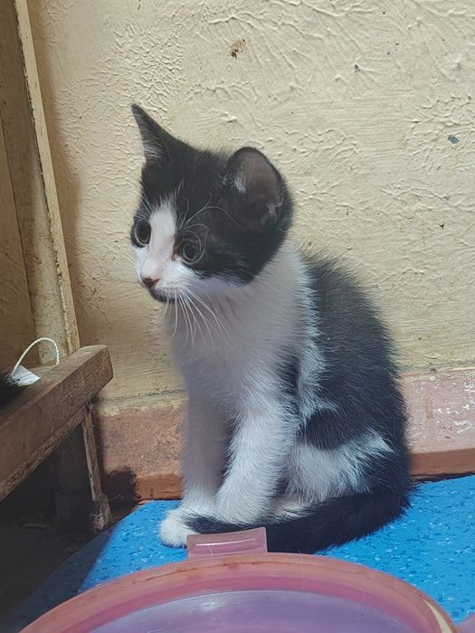 Отдаю котят в хорошие руки