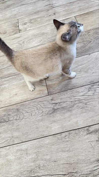 Котенок 7 месяцев