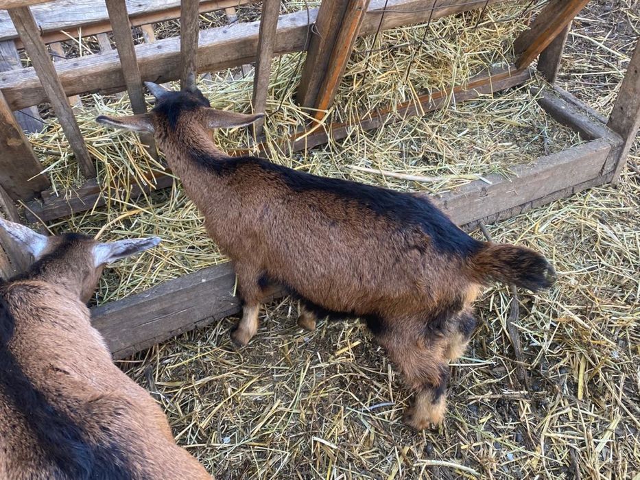 Продаеться козлята