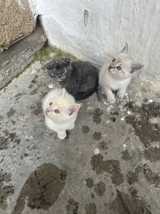 Mushuk bolalari hadyaga beriladi