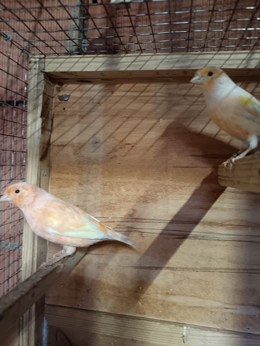 Vând Canari femele