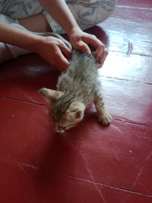 Отдам котят в добрые руки