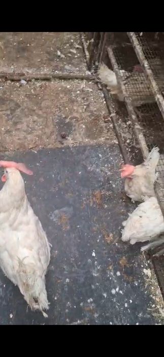 Куры несушки , белые