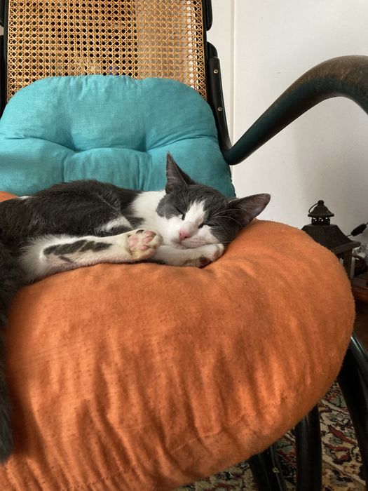 Pisicuță Adoptie European Shorthair, gri cu alb, 2 ani – ofer spre adopție gratuită
