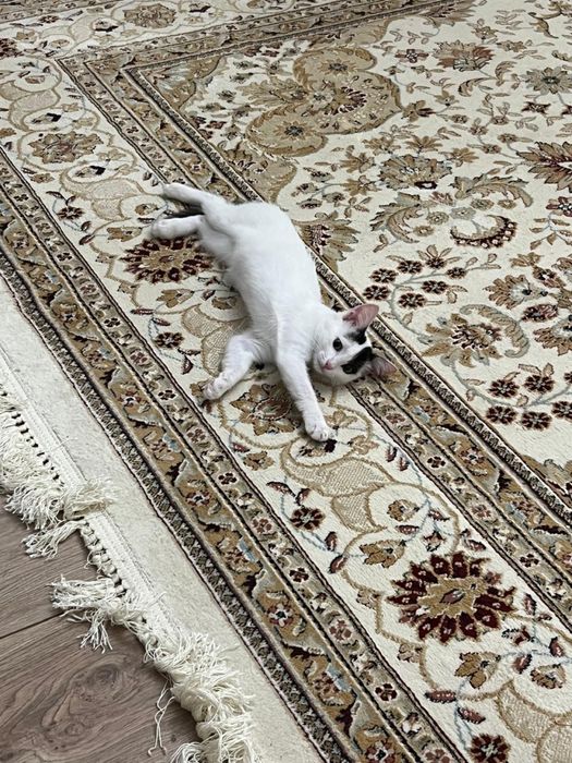отдам кошку в добрые руки