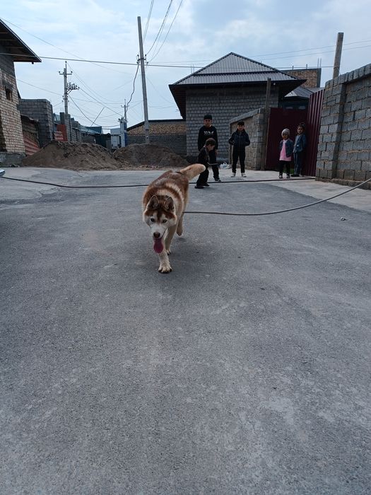 Сибирский Хаски  личка Хатико