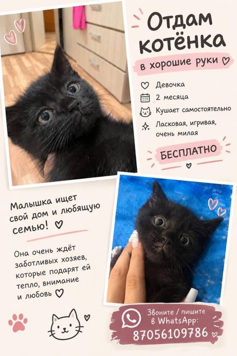 Котенок девочка , в добрые руки !