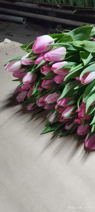 Тюльпаны оптом и в розницу