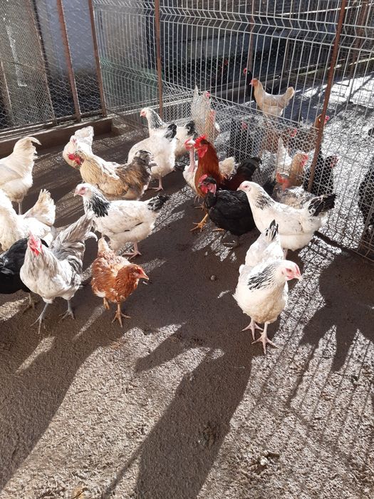 Vând găini care fac oua verzi-turcoaz