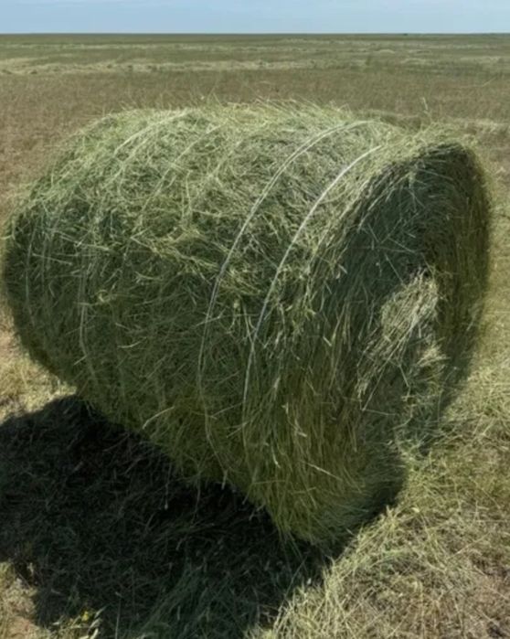 Продам свежое сено в рулонах