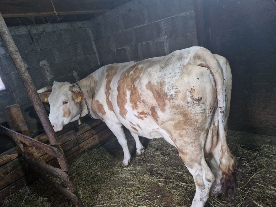 Vaca cu vitea de o saptamana