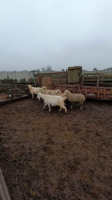 De vânzare 5 carlane posibil și montate dintre ele !