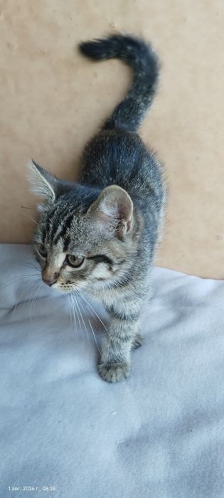 Отдам котенка в добрые руки. Мальчик
